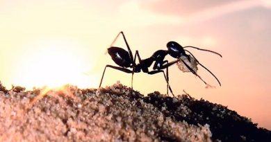 Las hormigas del desierto elevan sus nidos para no extraviarse