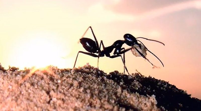 Las hormigas del desierto elevan sus nidos para no extraviarse