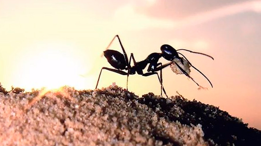 Las hormigas del desierto elevan sus nidos para no extraviarse