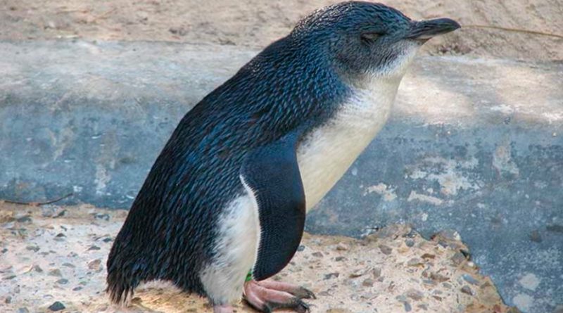 Encuentran peculiar cráneo de diminuto pingüino que vivió hace 6 a 9 millones de años