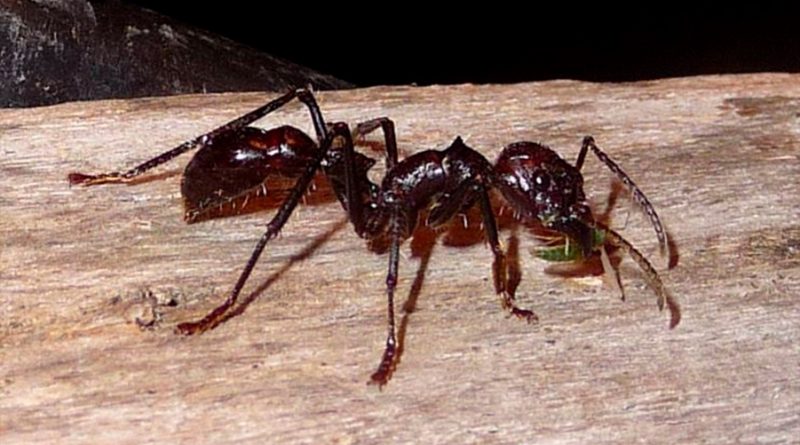 Las hormigas también infligen dolor con neurotoxinas