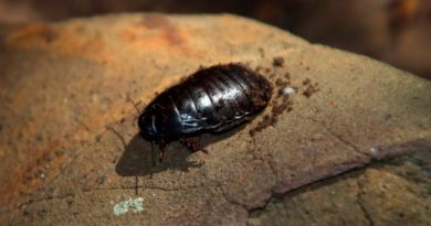 Reaparece una temida cucaracha carnívora gigante que se creía extinta hace 100 años