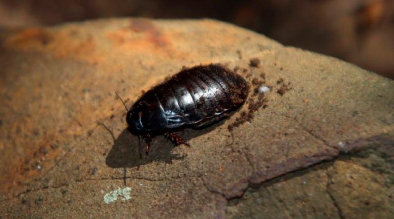 Reaparece una temida cucaracha carnívora gigante que se creía extinta hace 100 años