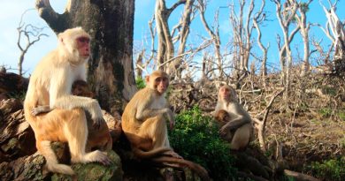 Los monos socialmente tolerantes tienen mejor control de los impulsos
