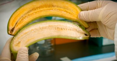El primer plátano del mundo modificado genéticamente, a punto de ser aprobado