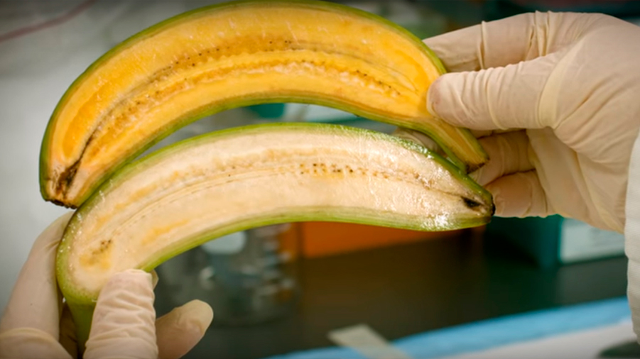 El primer plátano del mundo modificado genéticamente, a punto de ser aprobado