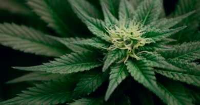 Un fármaco se muestra prometedor para tratar la adicción al cannabis
