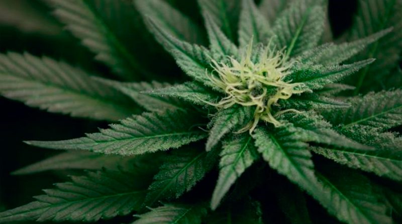 Un fármaco se muestra prometedor para tratar la adicción al cannabis