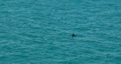 La vaquita marina resiste: imágenes muestran al diminuto mamífero en México