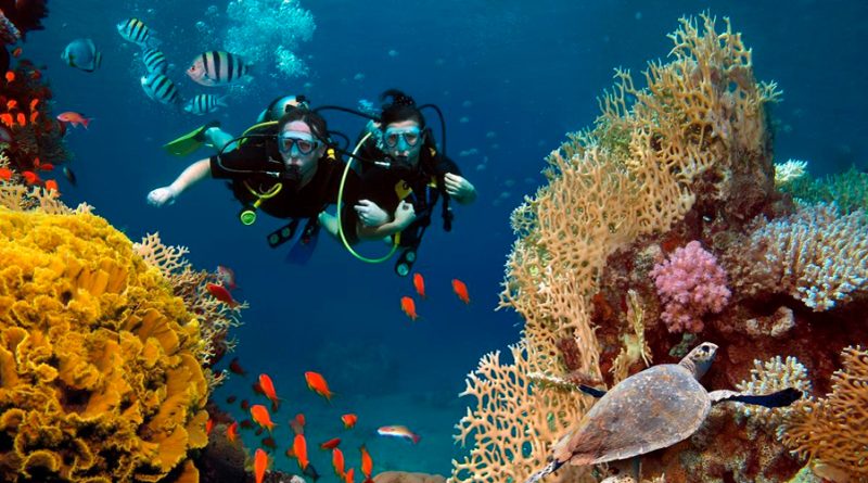 Una enfermedad amenaza con eliminar el 75% de los corales del mundo