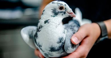 Las palomas también sueñan y sienten emociones mientras duermen