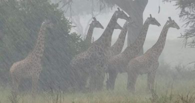 Las jirafas se adaptan al calentamiento, pero no a lluvias más intensas