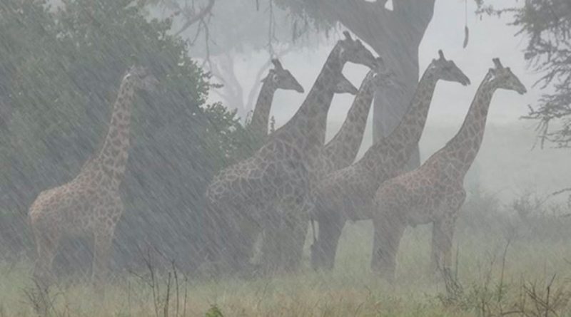 Las jirafas se adaptan al calentamiento, pero no a lluvias más intensas