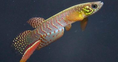 Descubren a un pez en Bolivia capaz de sobrevivir fuera del agua durante varias horas