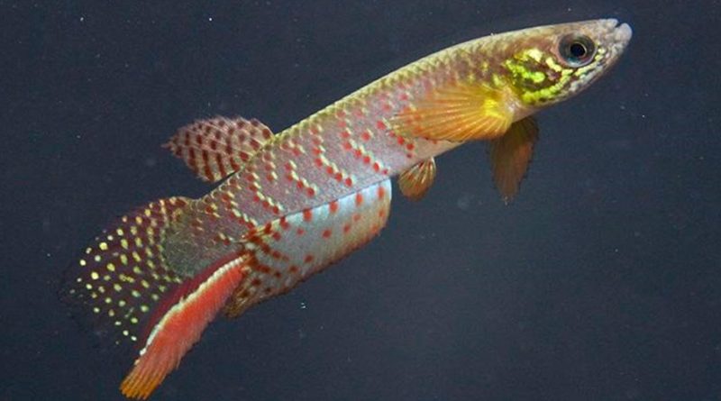 Descubren a un pez en Bolivia capaz de sobrevivir fuera del agua durante varias horas