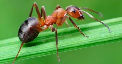 Descubren en las hormigas una clave para su comunicación única entre insectos