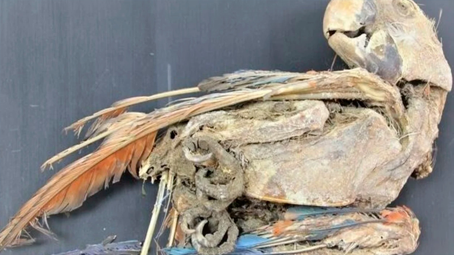 Descubren que los loros momificados hace 900 años eran signo de poder y riqueza