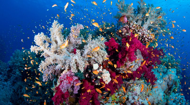 Expedición científica brinda hallazgos sin precedentes en los arrecifes coralinos del Pacífico