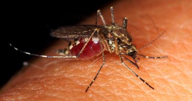 Científicos descubren un tejido especial capaz de bloquear las picaduras de los mosquitos