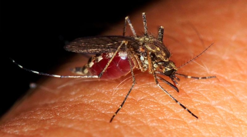 Científicos descubren un tejido especial capaz de bloquear las picaduras de los mosquitos