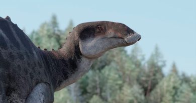 Nueva especie de dinosaurio pico de pato descubierta en Chile
