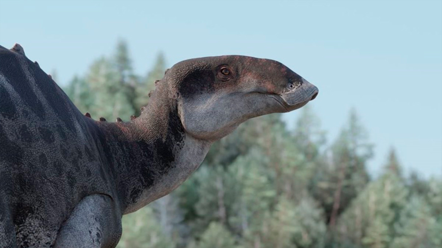 Nueva especie de dinosaurio pico de pato descubierta en Chile