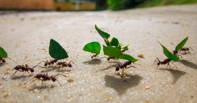 Descubren en las hormigas un centro de comunicación en el cerebro similar al de los humanos