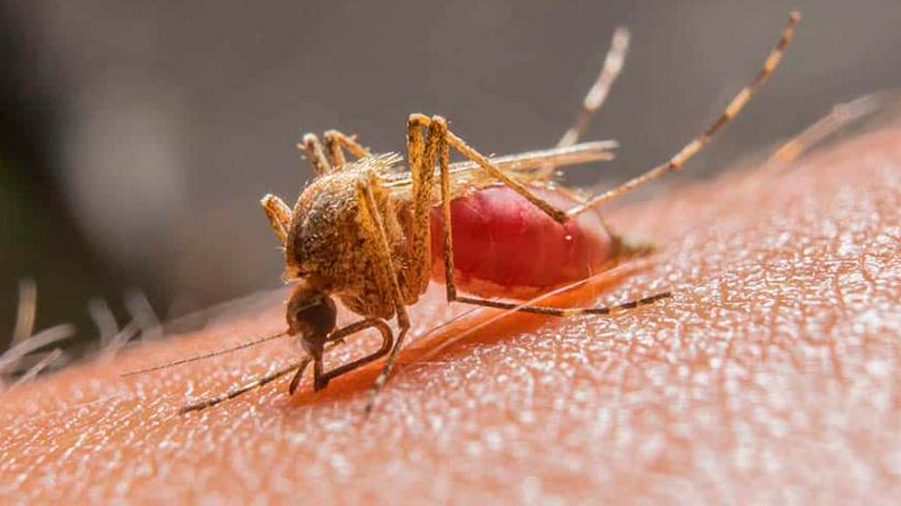 Científicos descubren posible vía para desorientar y desactivar el parásito de la malaria