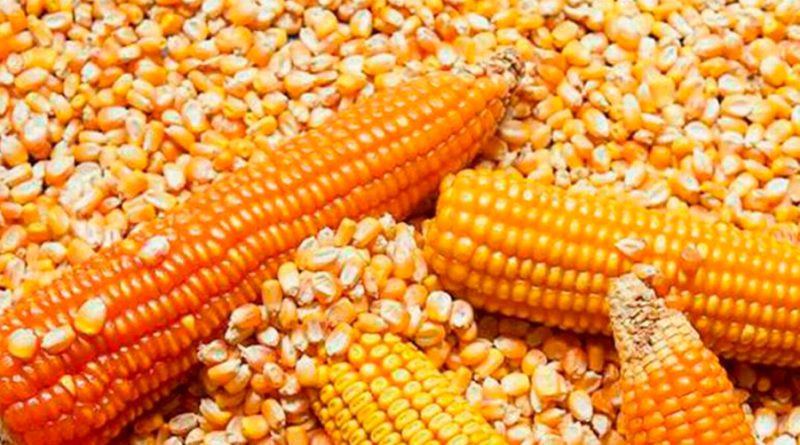 En la UNAM se crearon 3 nuevos tipos del grano