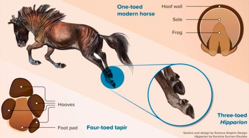 Los caballos modernos perdieron sus dedos adicionales
