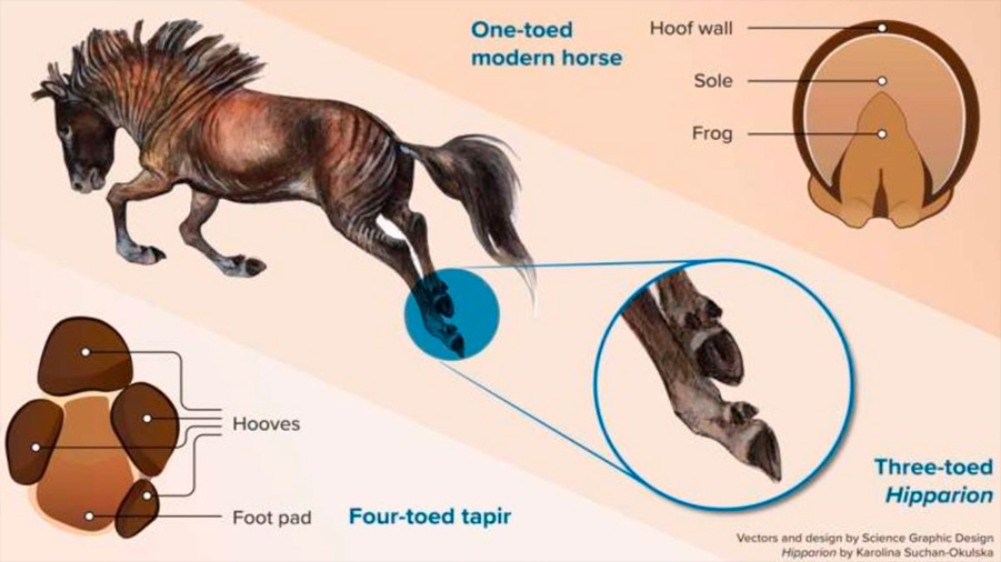 Los caballos modernos perdieron sus dedos adicionales