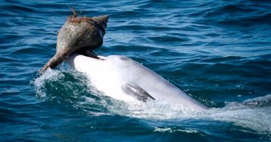 Describen una nueva especie de ballena dentada primitiva, antepasada de los actuales delfines