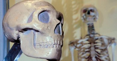 Los parientes evolutivos de los humanos se masacraban unos a otros hace 1,45 millones de años