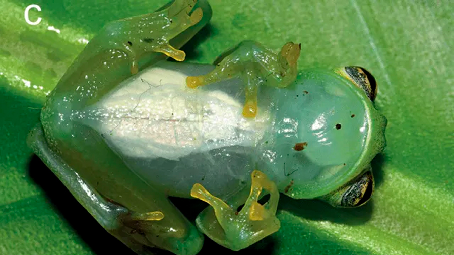 Hallan una nueva especie de rana de cristal en Perú