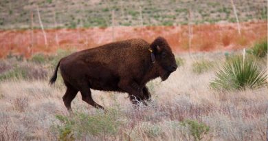 El bisonte americano reconquista México para luchar contra el cambio climático