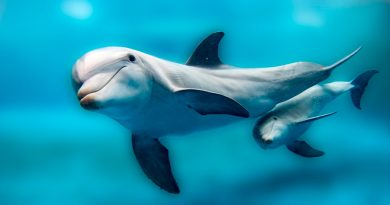 Delfines madres llaman a sus crías con silbido especial