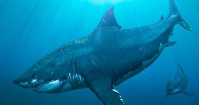Estudio confirma que el tiburón megalodón era de sangre caliente