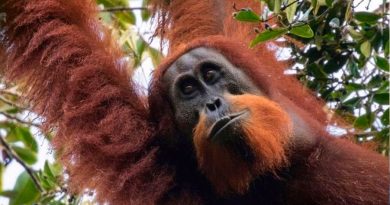 Los orangutanes pueden emitir dos sonidos al mismo tiempo, similar al beatboxing humano, según un estudio