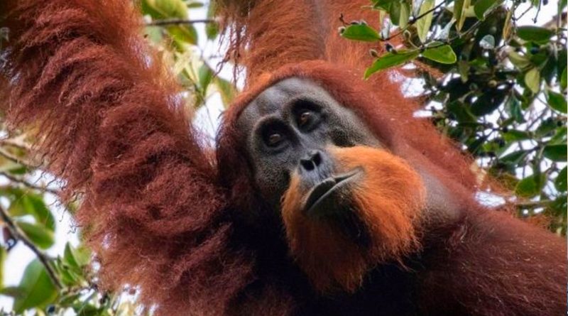 Los orangutanes pueden emitir dos sonidos al mismo tiempo, similar al beatboxing humano, según un estudio