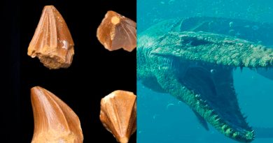 Descubren 'monstruo marino' extinto con extraños dientes en forma de destornillador