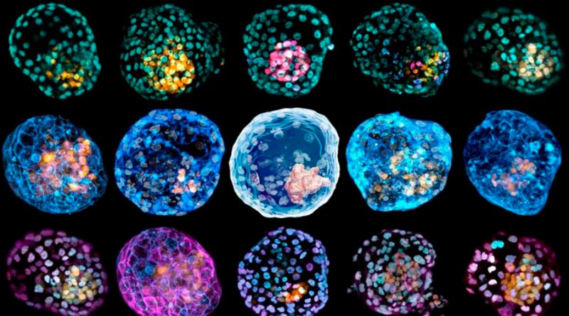 Crean con células madres modelos de embriones humanos