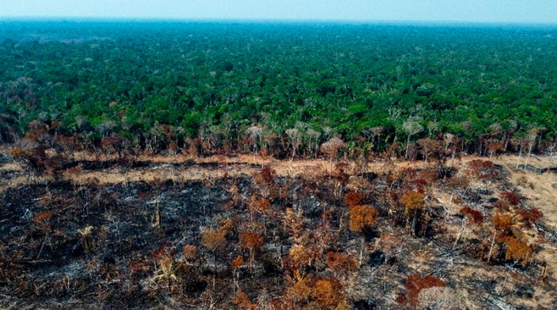 La Tierra perdió más de 41 mil km2 de selva tropical virgen en 2022