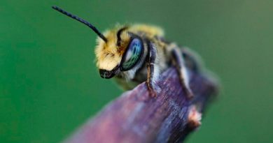 Las abejas proceden de un antiguo supercontinente, según nuevo estudio