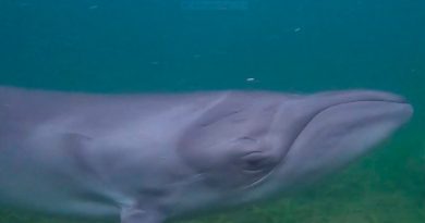 Solución con isótopos al 'enigma' de las ballenas francas pigmeas