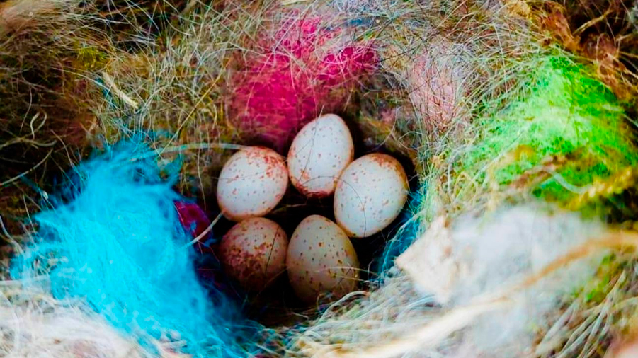 Los pájaros usan basura humana para señalizar sus nidos