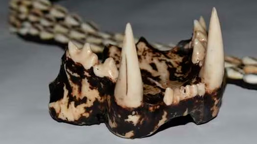 Imprimen dientes de tigre en 3D para proteger fauna silvestre. ¿De qué se trata?