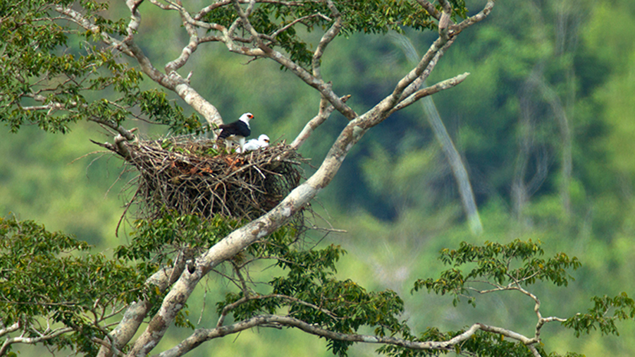 Investigadores encuentran el primer nido de la misteriosa águila albinegra en México