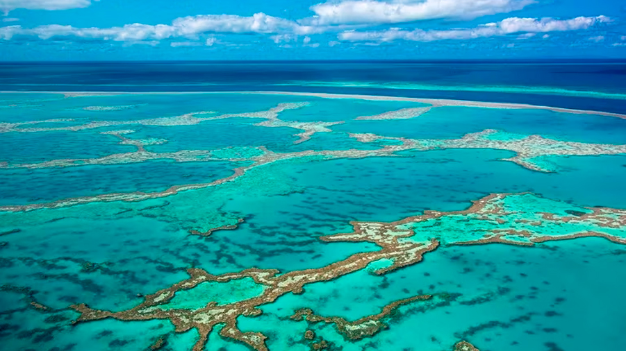 Descubren la increíble biodiversidad microbiana que mantiene vivos a los arrecifes de coral