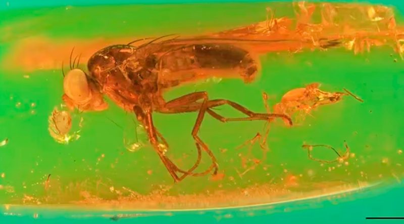 Descubren una nueva familia de insectos extinta gracias a un fósil