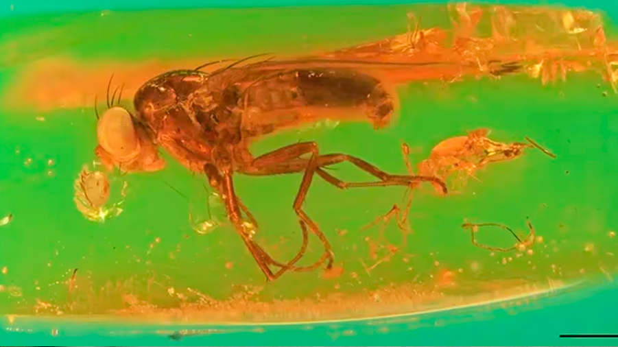 Descubren una nueva familia de insectos extinta gracias a un fósil